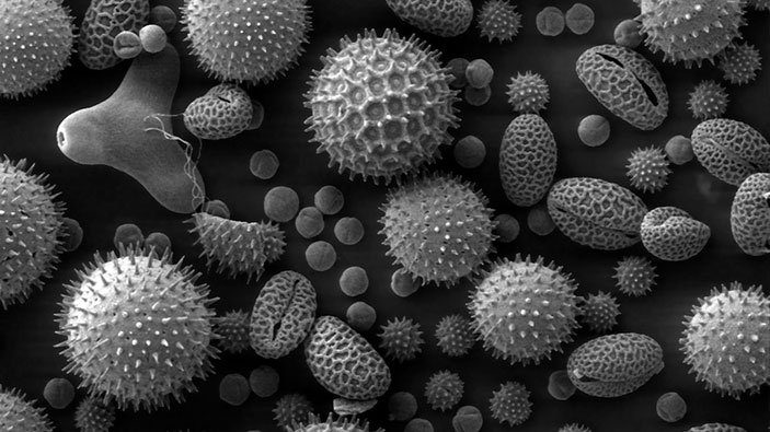 Black Mould Myths Busted: Your Ultimate Safety Guide